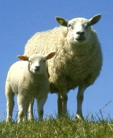 schapen