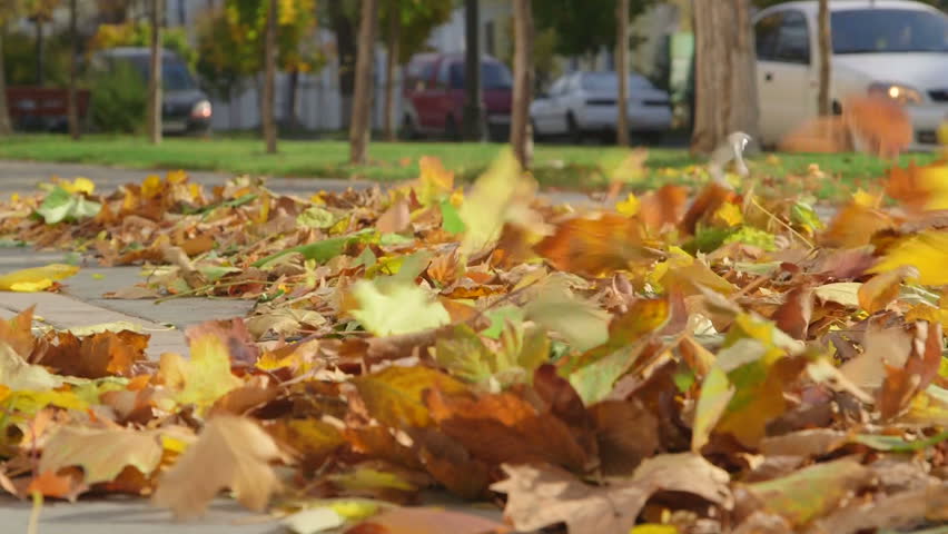 herfstbladeren